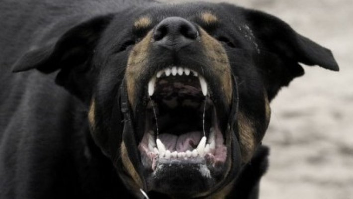 Scandal în Satu Nou: a luat bătaie după ce a asmuţit un câine de rasă!
